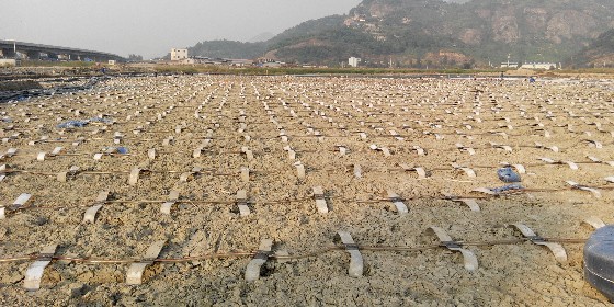 真空预压软基处理质量要求