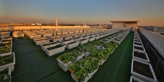 上海一家公司在厂房顶种了600盆蔬菜，日产50斤发给员工当福利